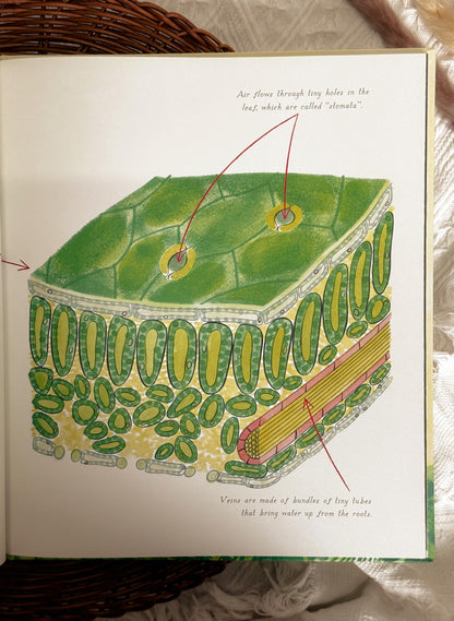 Green: The Story of Plant Life on Our Planet